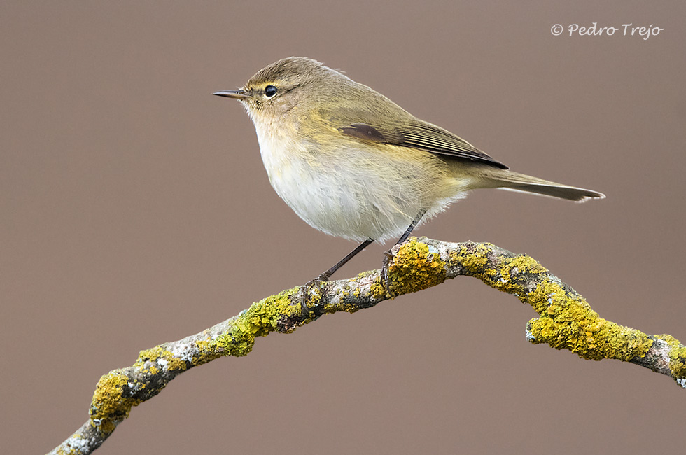 Mosquitero común (Phylloscopus collybita)